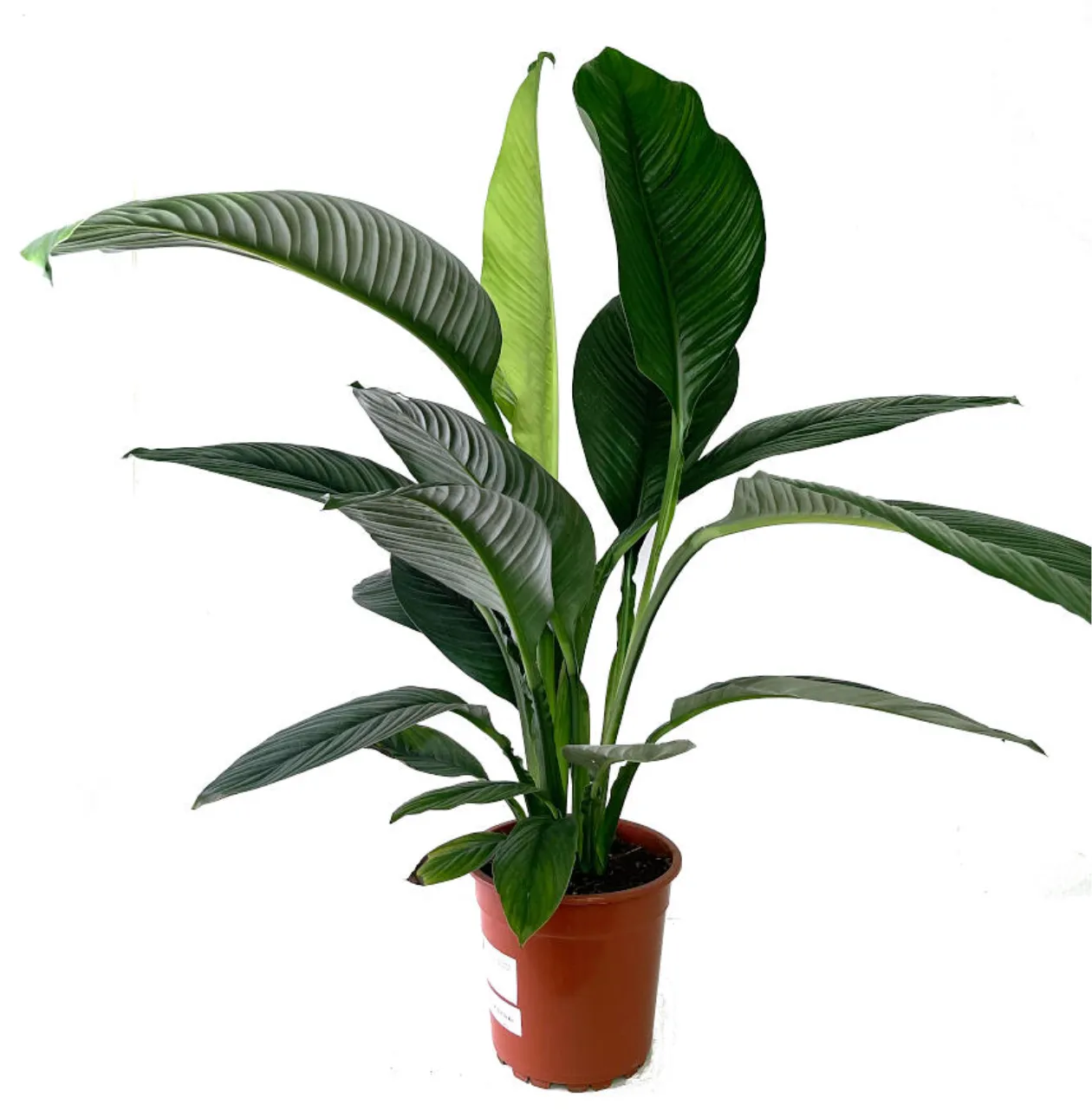 PLANTA SEBASTIANO TAMAÑO GRANDE 