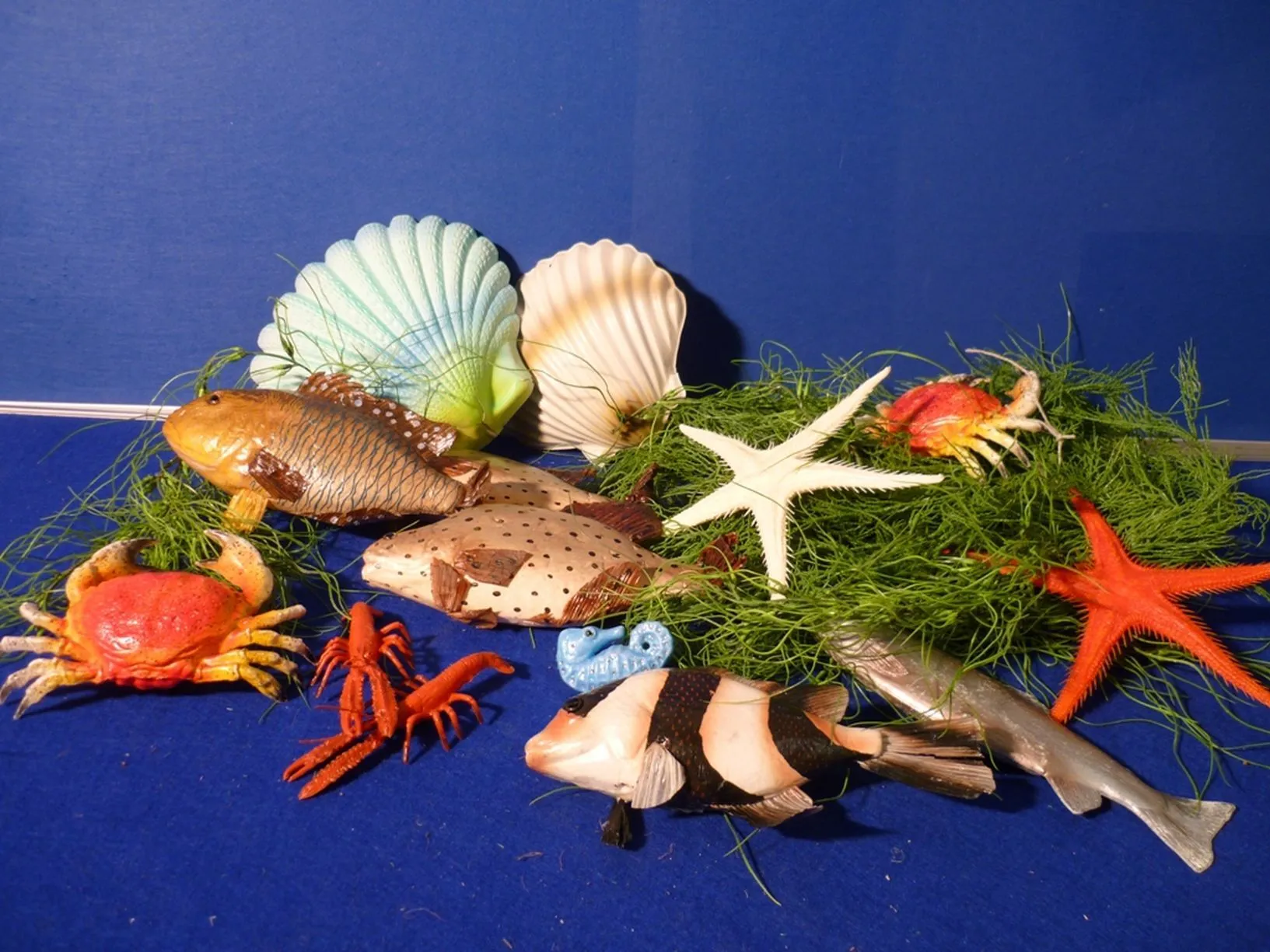 Seetang und Fische Kiste pauschal