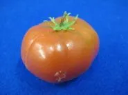 Tomate