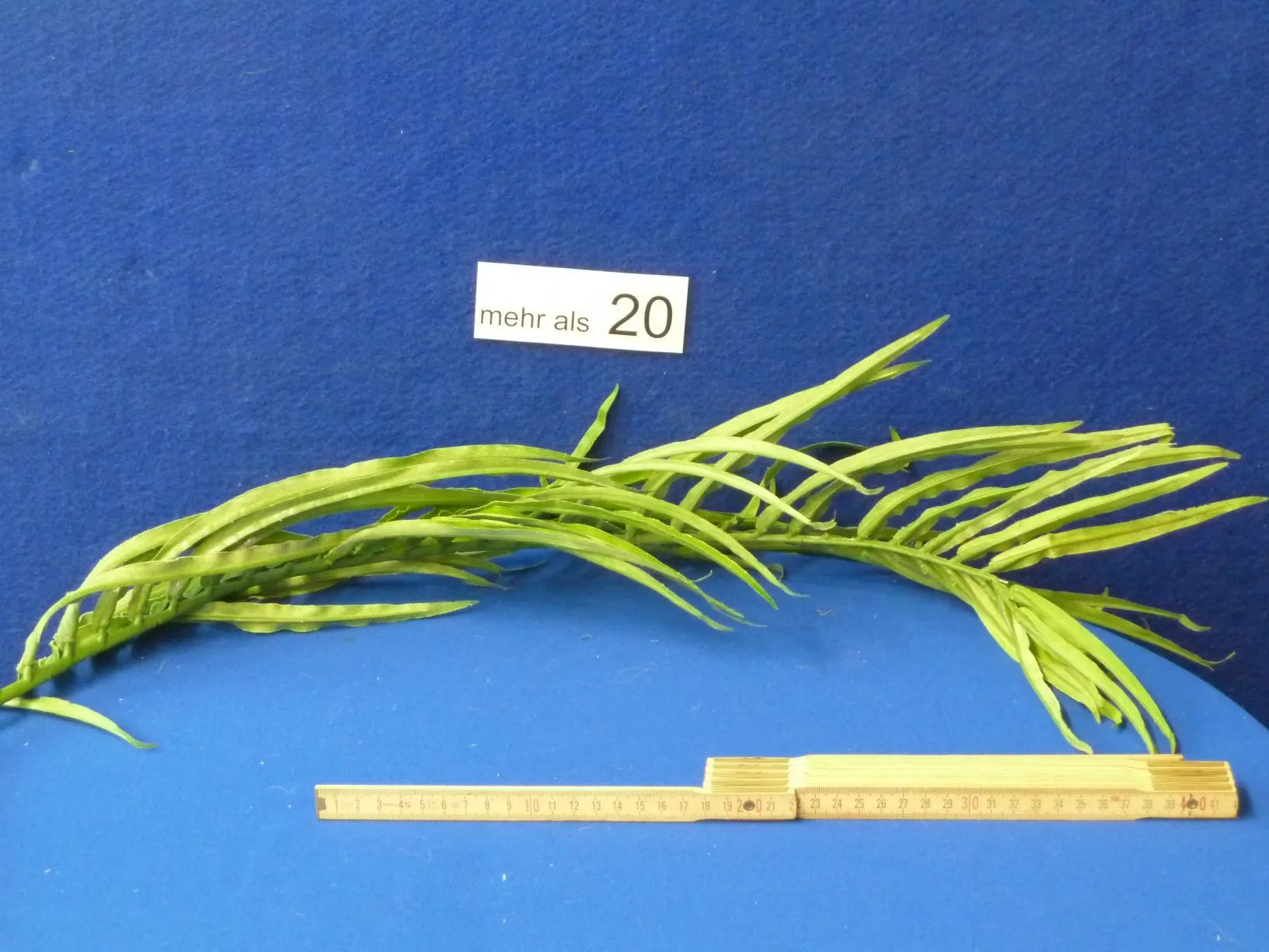 Palmblatt, Palmwedel für Palmsonntag