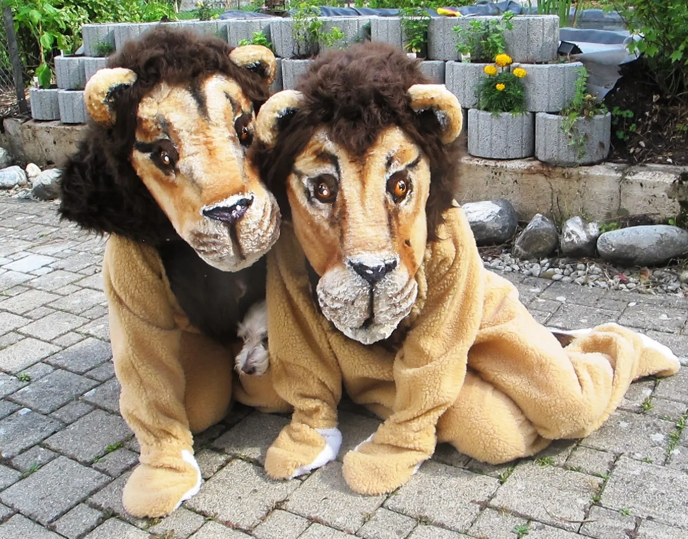 Löwe Kostüm 