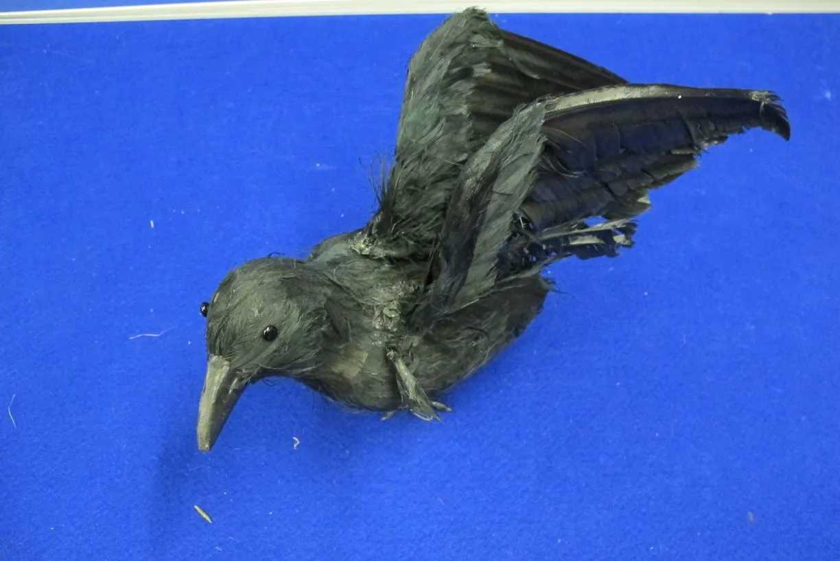 Rabe schwarz mit Federn