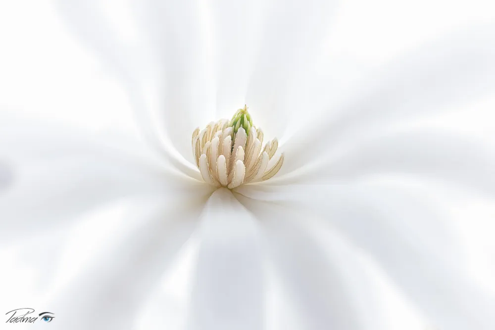 MACRO