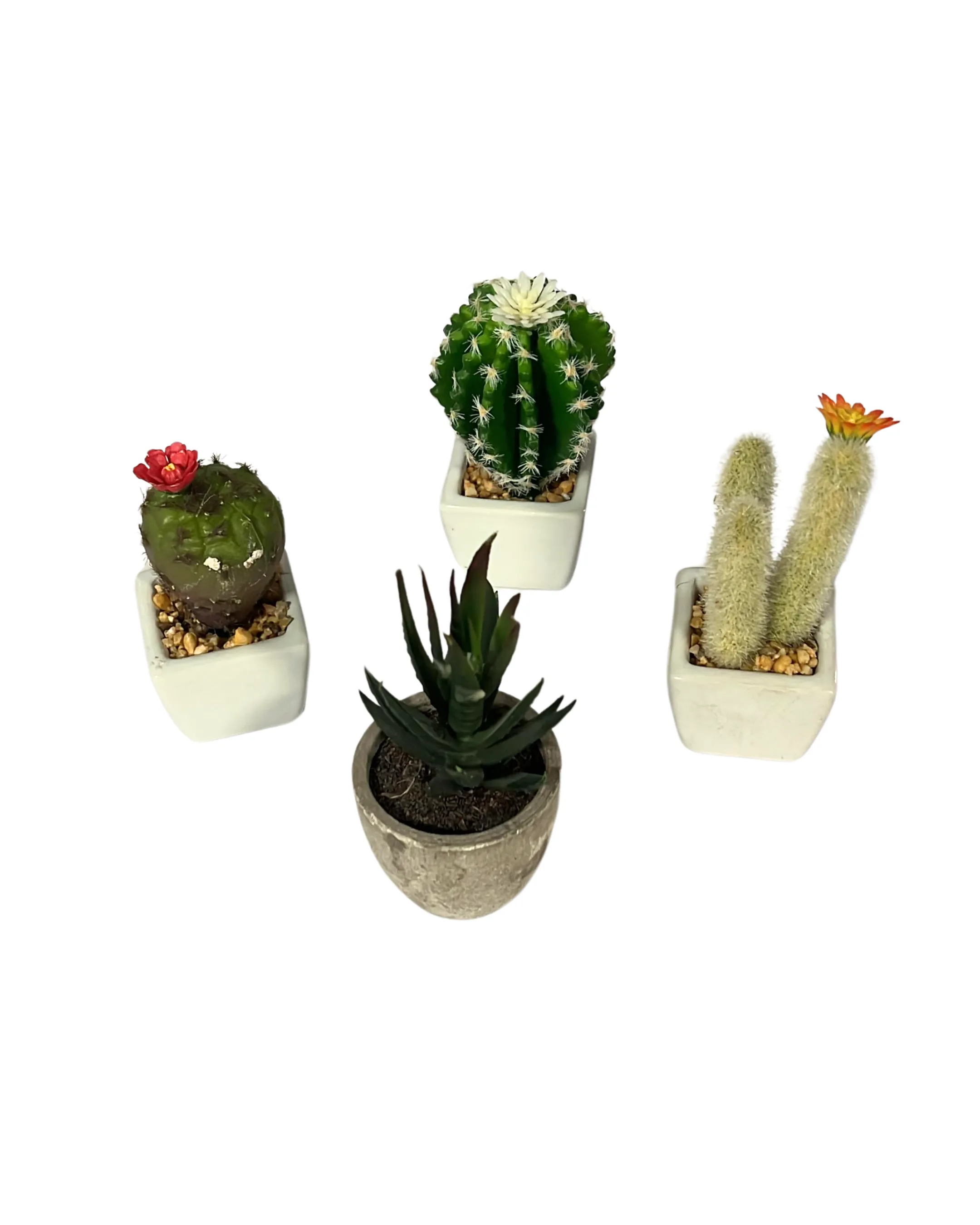 Variety Small Cactus Planters