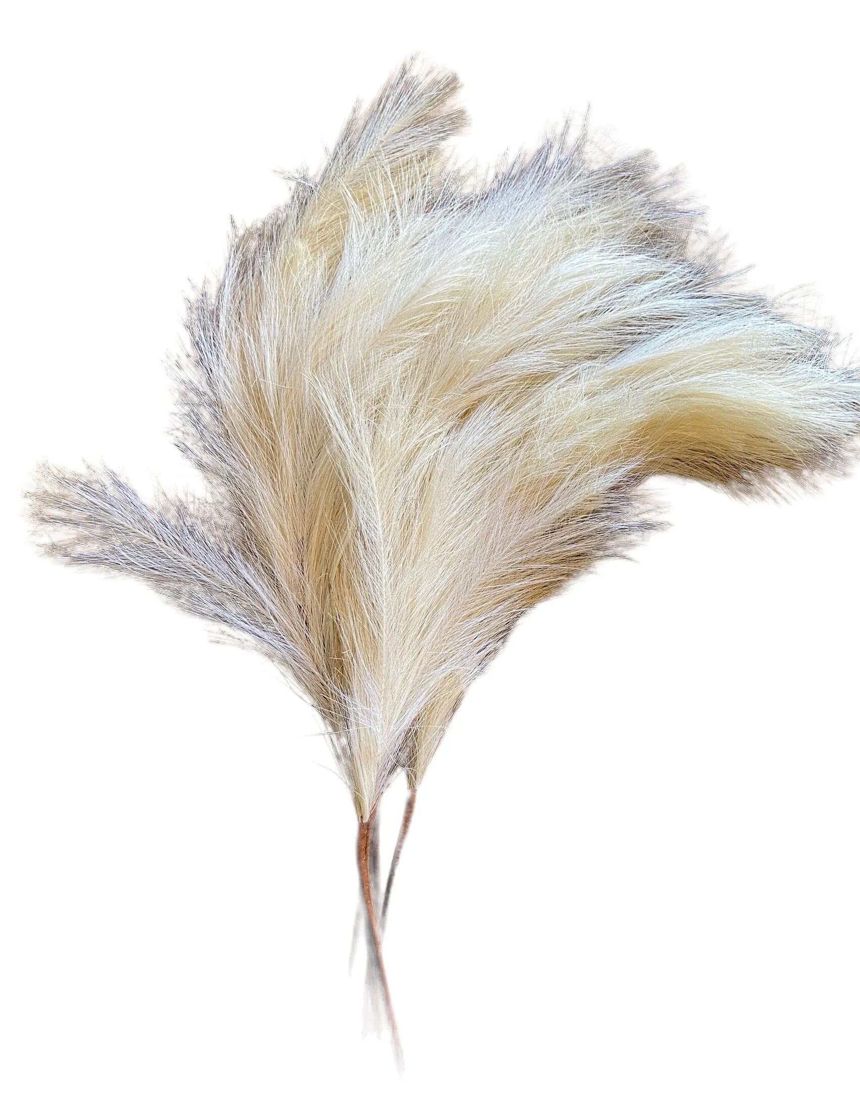 White Pampas Grass