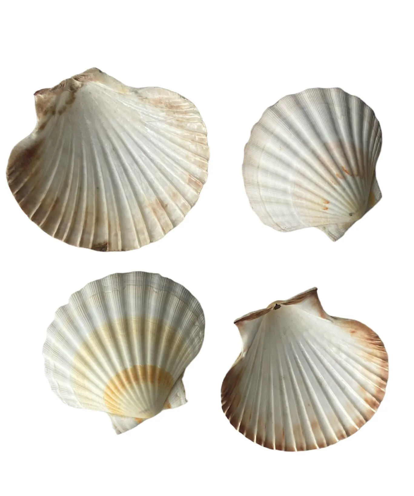 Scallop Seashells