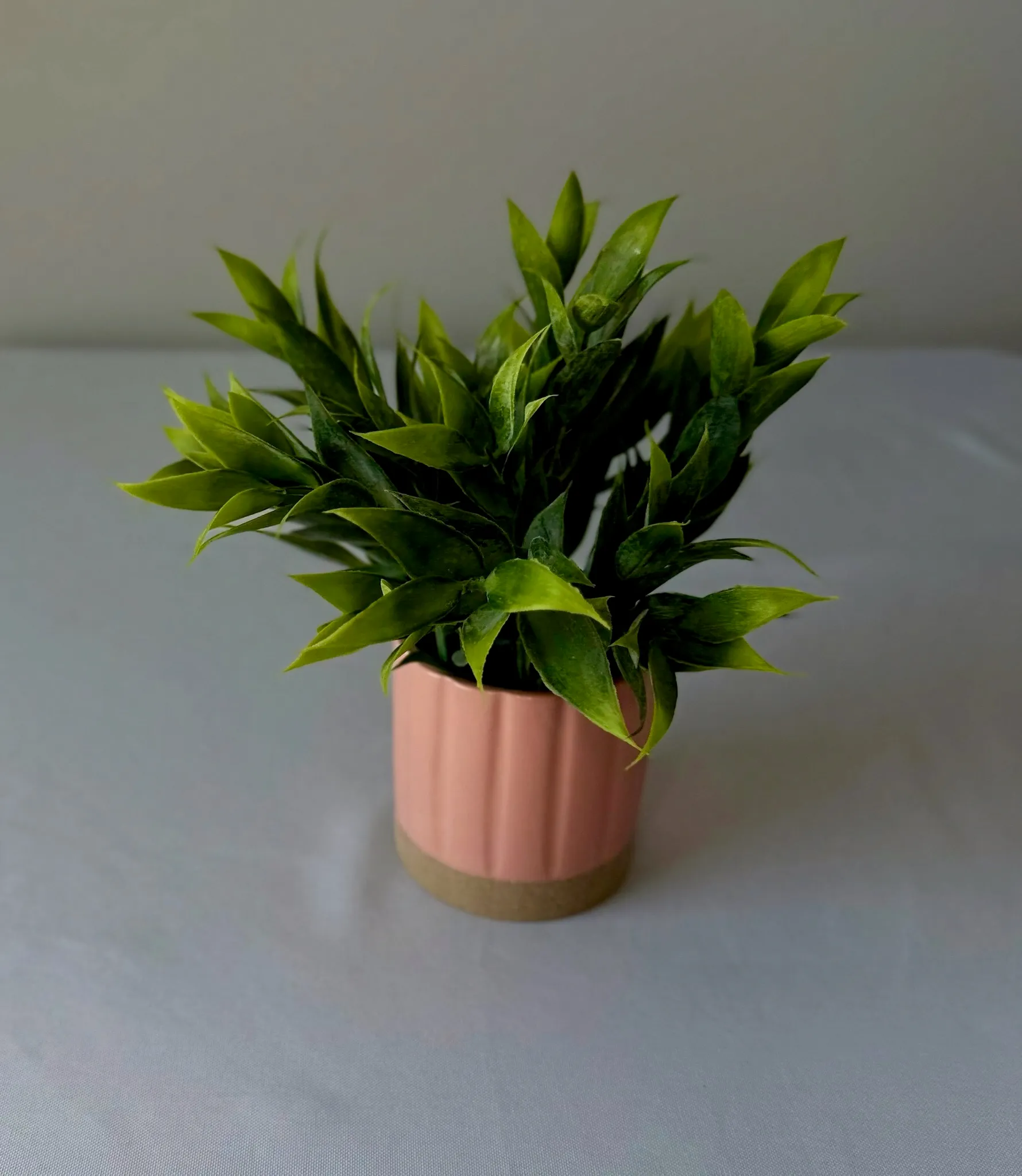 Small Plant Pink Vase