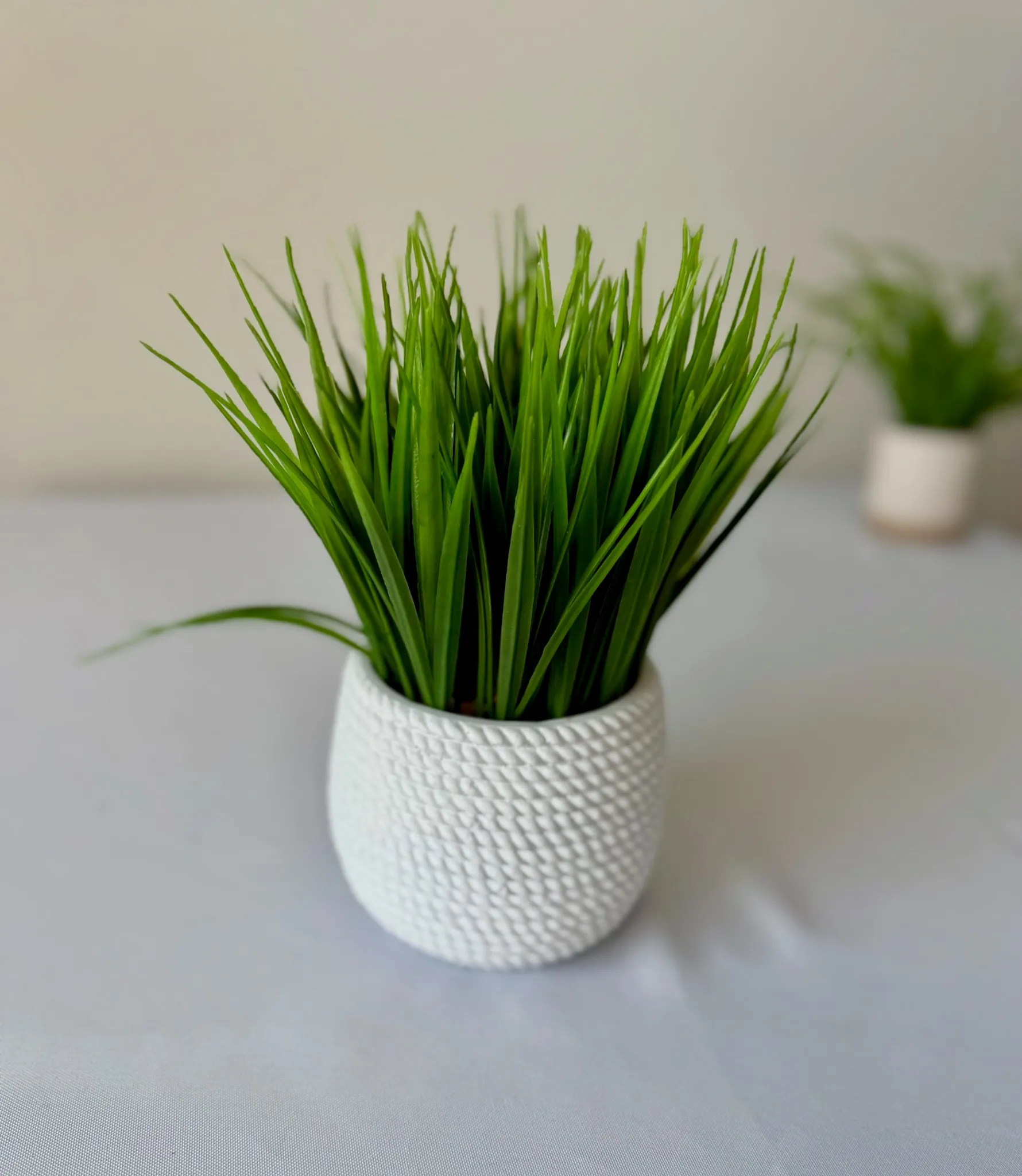 Small Grass Plant