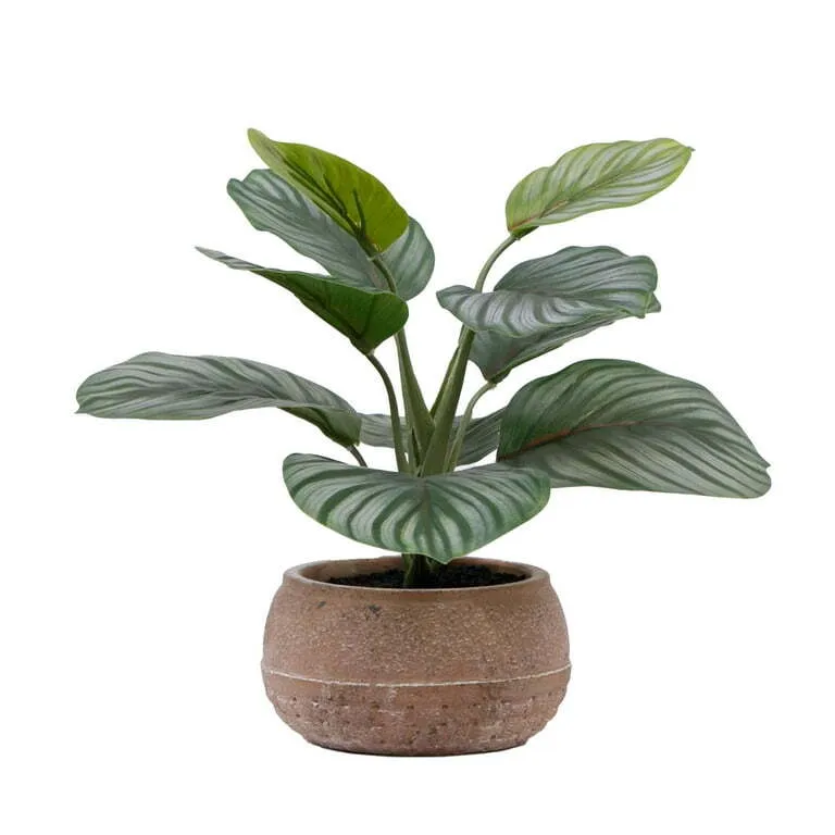 9.5"H Artificial Indoor Calathea in Stone Planter