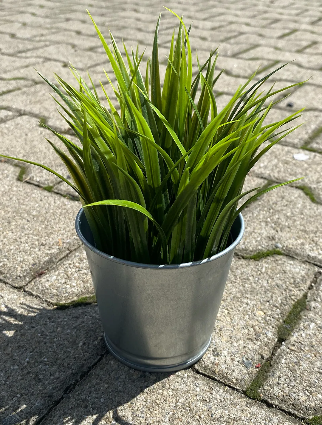 Pflanze im silber Topf klein