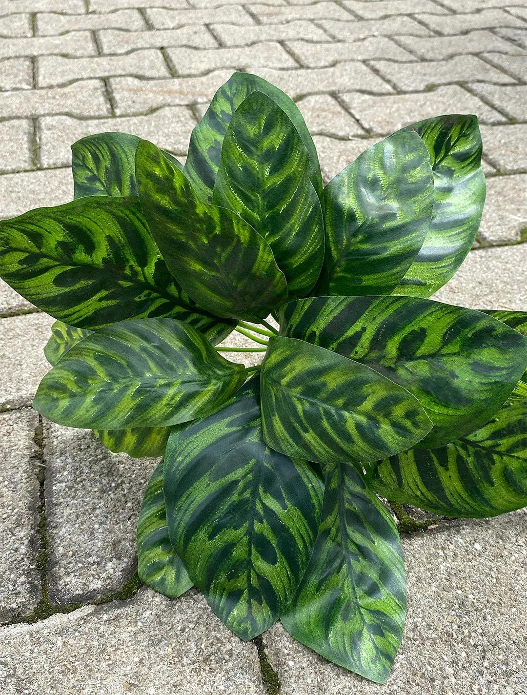 Palmenblätter Cathalea