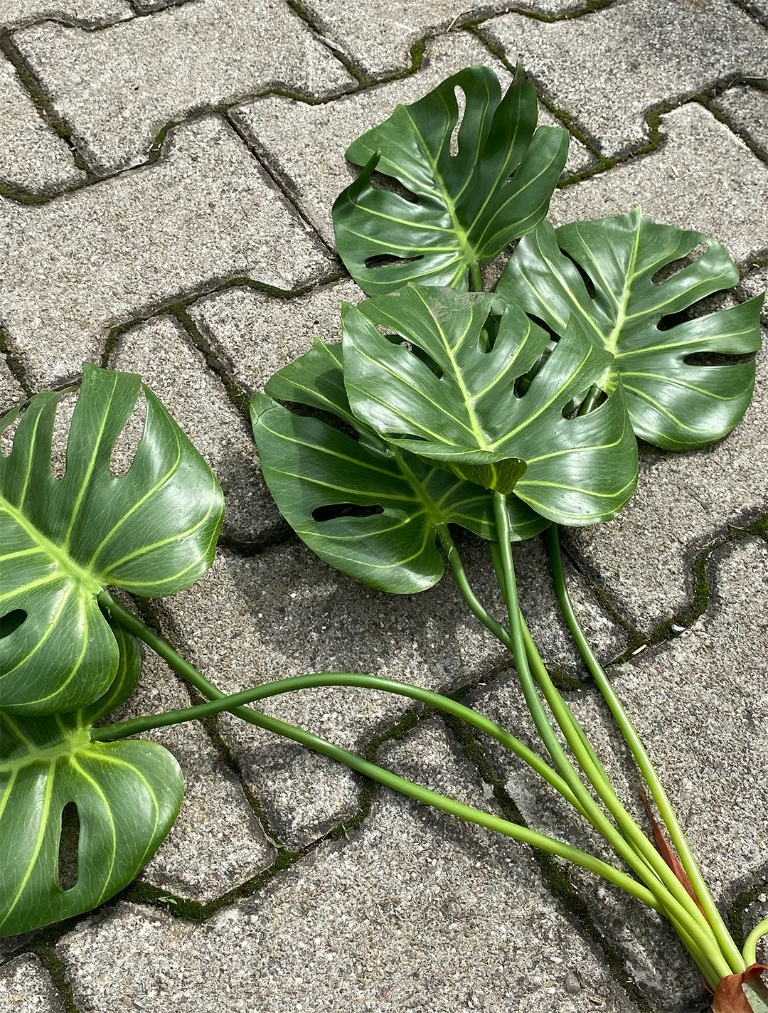 Palmenblätter Monstera