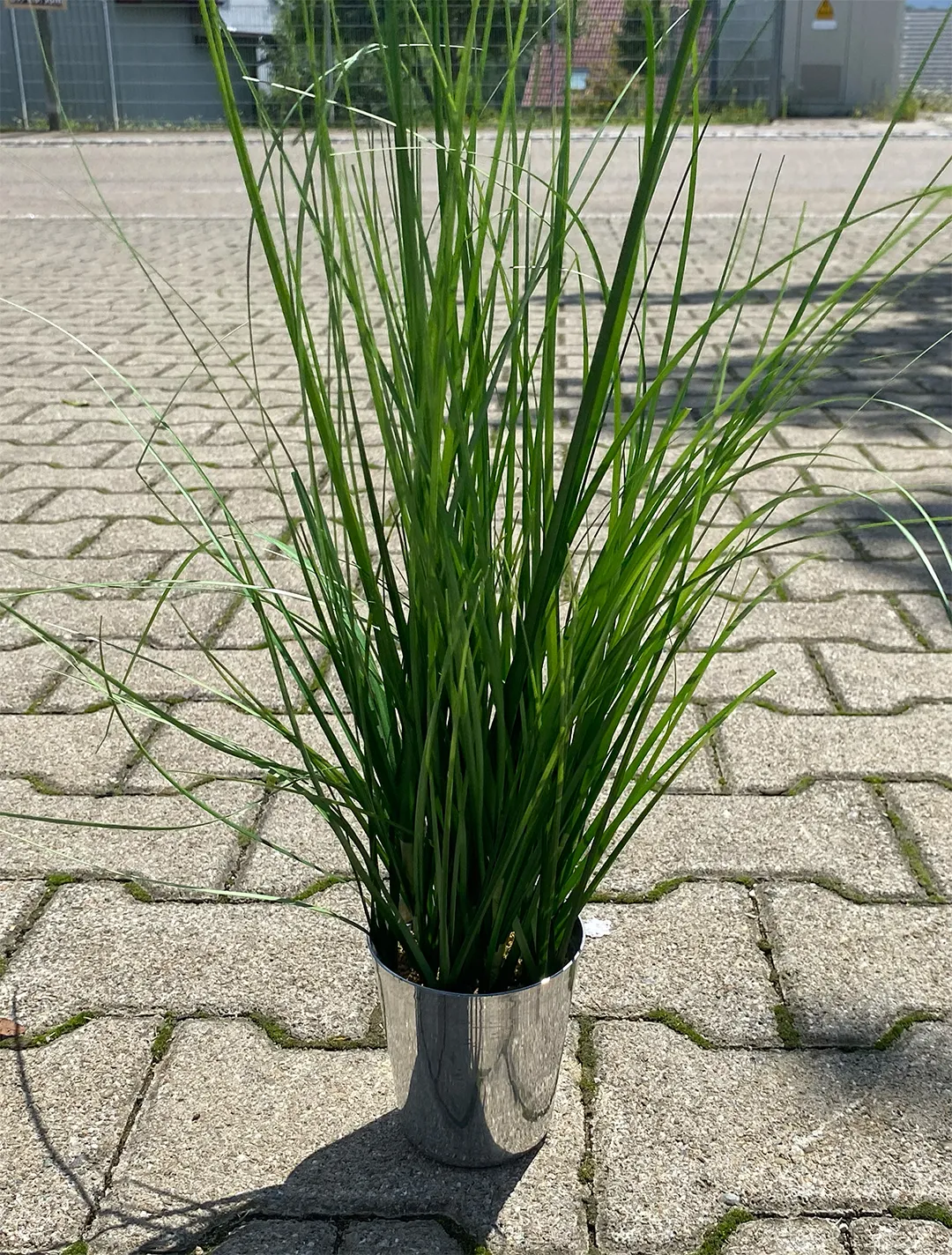 Pflanze im silber Topf groß