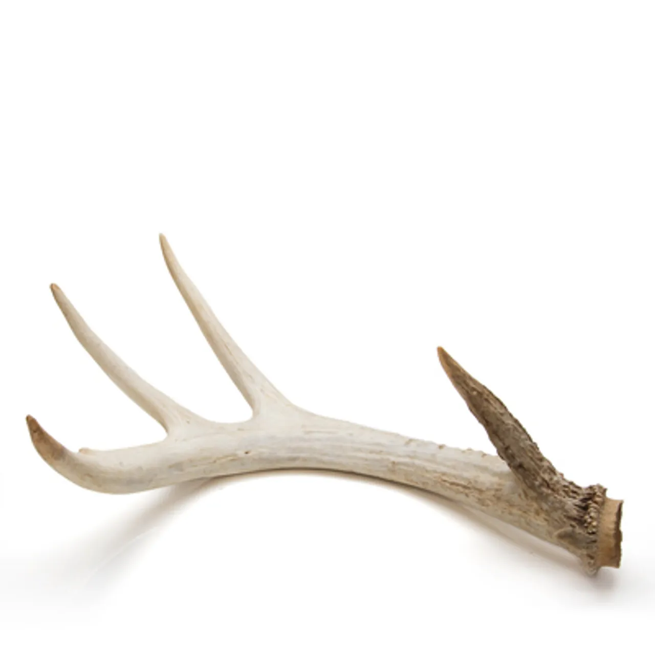 Deer Antlers