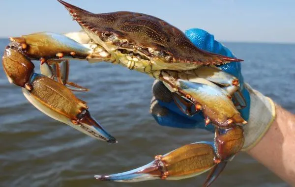 Crabbing Package