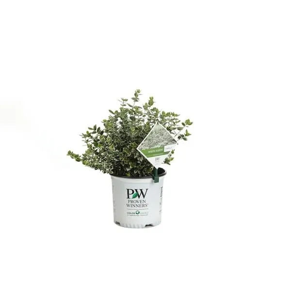 Foliage collection image