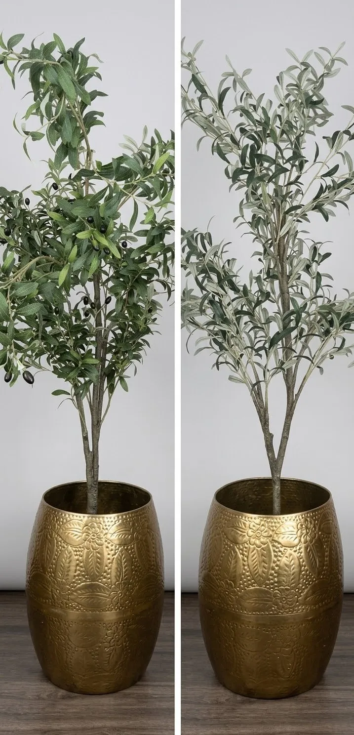 Olive Tree