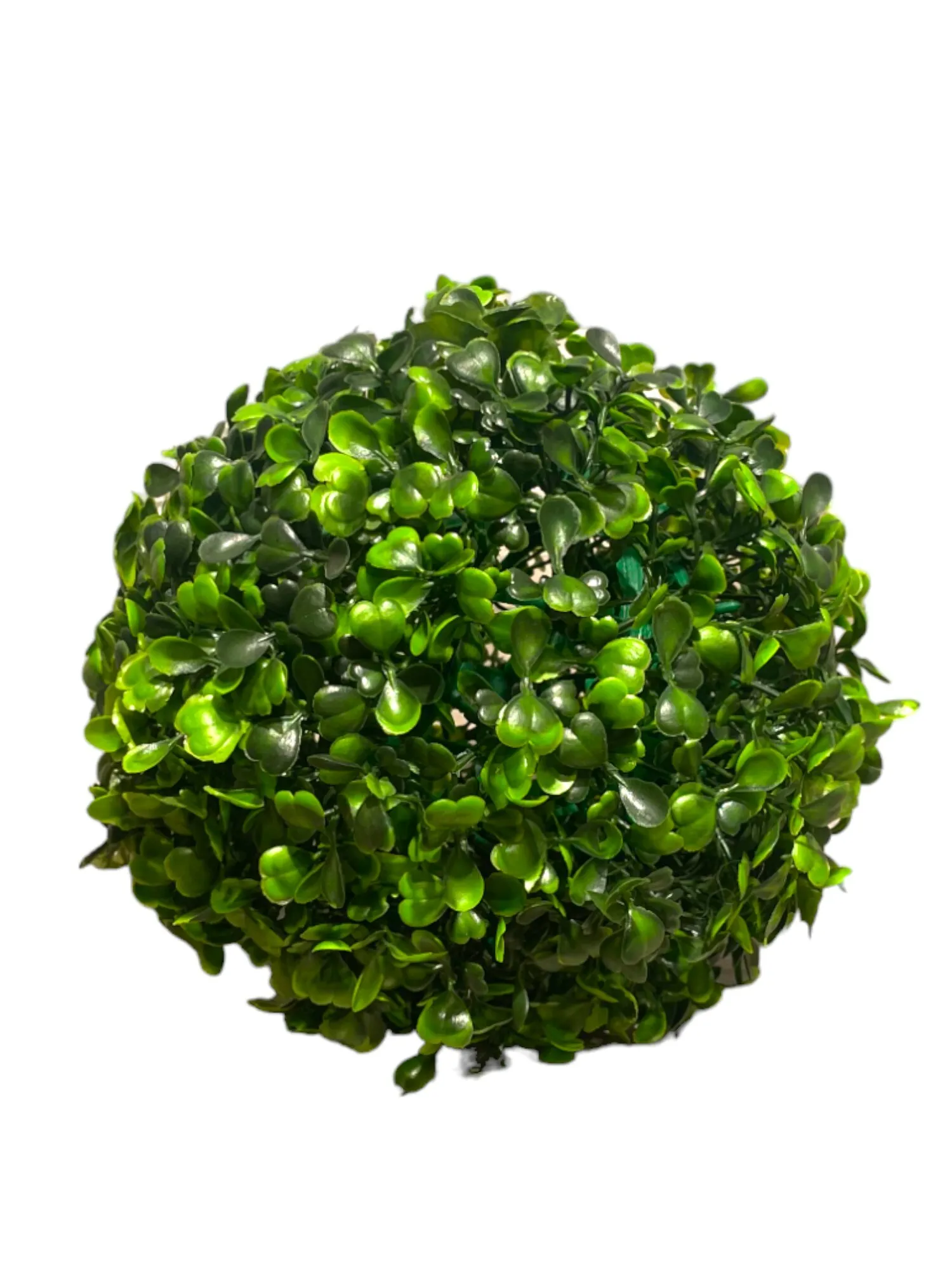 BUXBOM  "Arborescens"