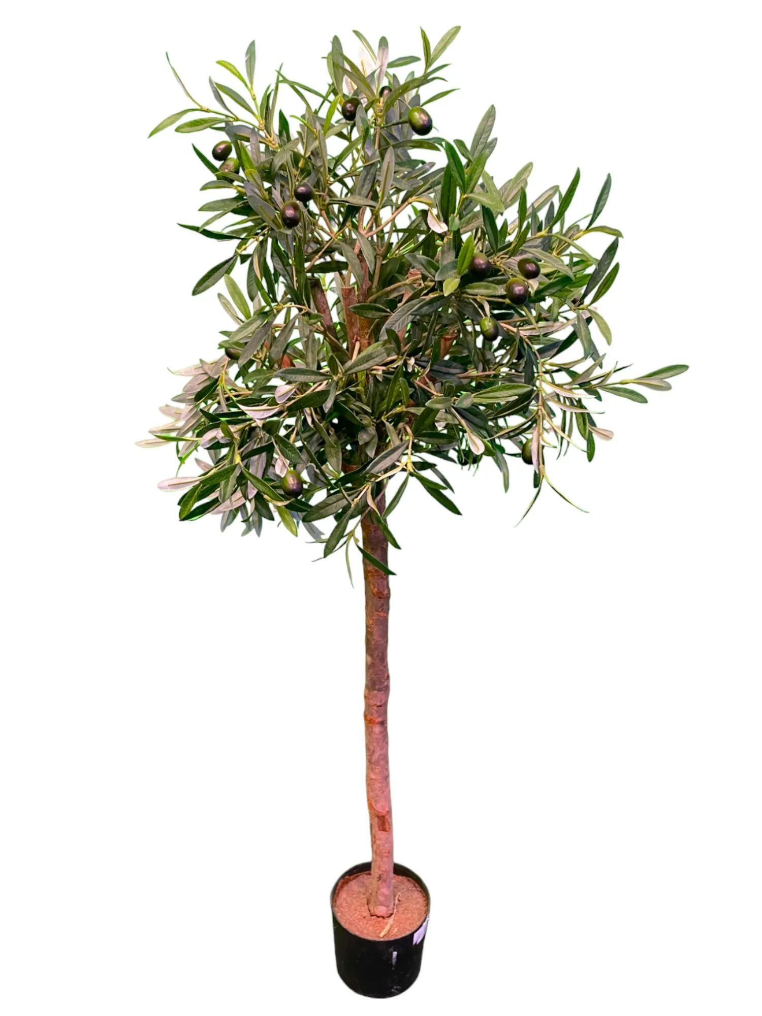 OLIVTRÄD 90cm 