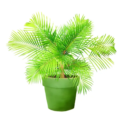 Tropische plant in pot