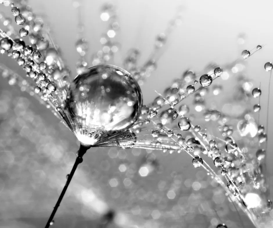 Dandelion Wall Art, 30x40