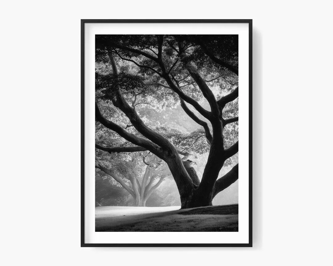 Foggy Forest Wall Art