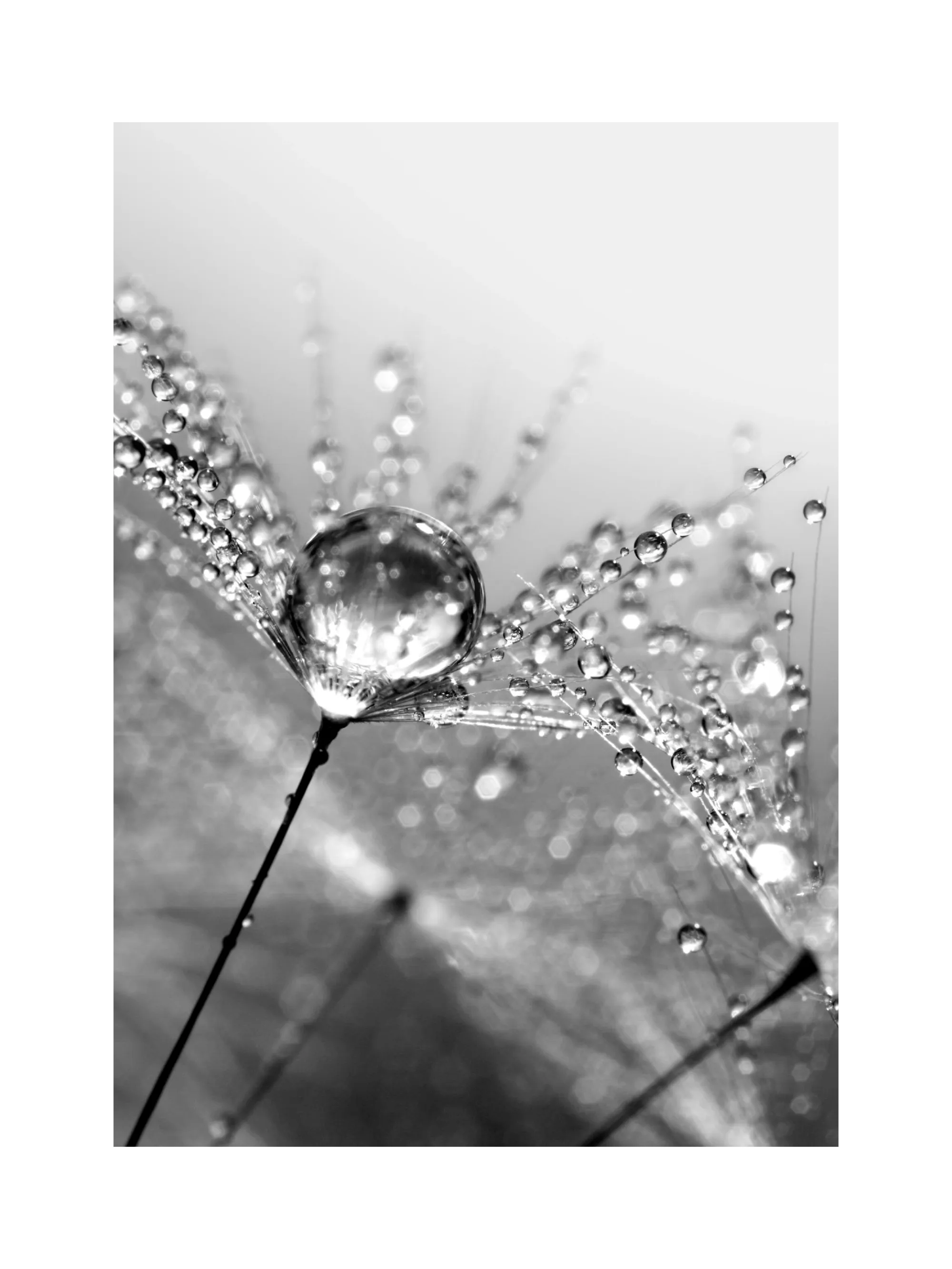 Wall Art Dandelion, 30x40