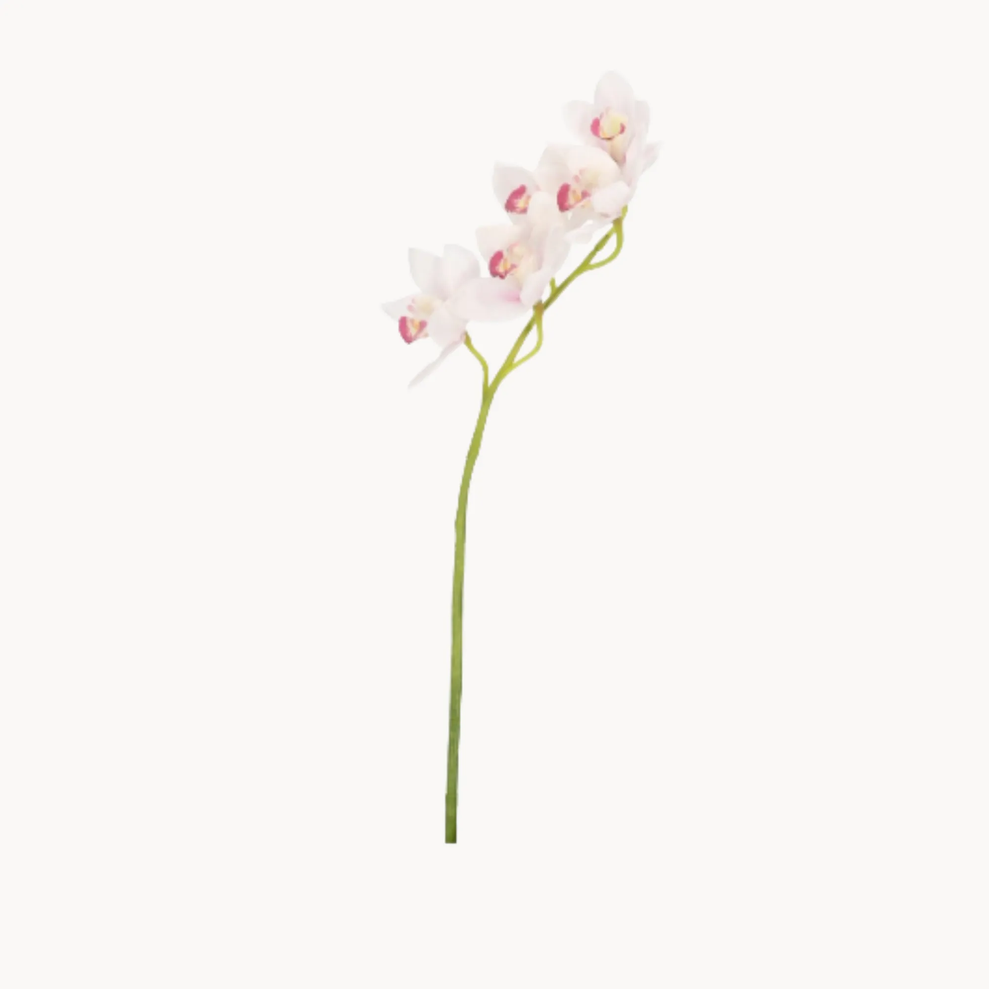 Orchid Stem Debrecen, H66