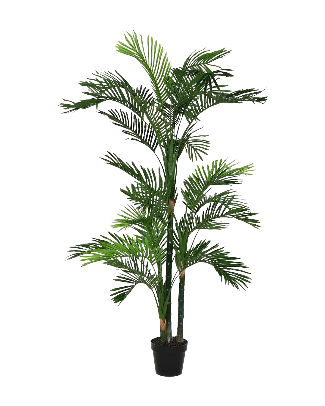 Sighișoara Plant 50x50x180