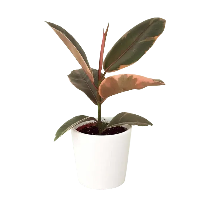 Madeira Fig Tree 