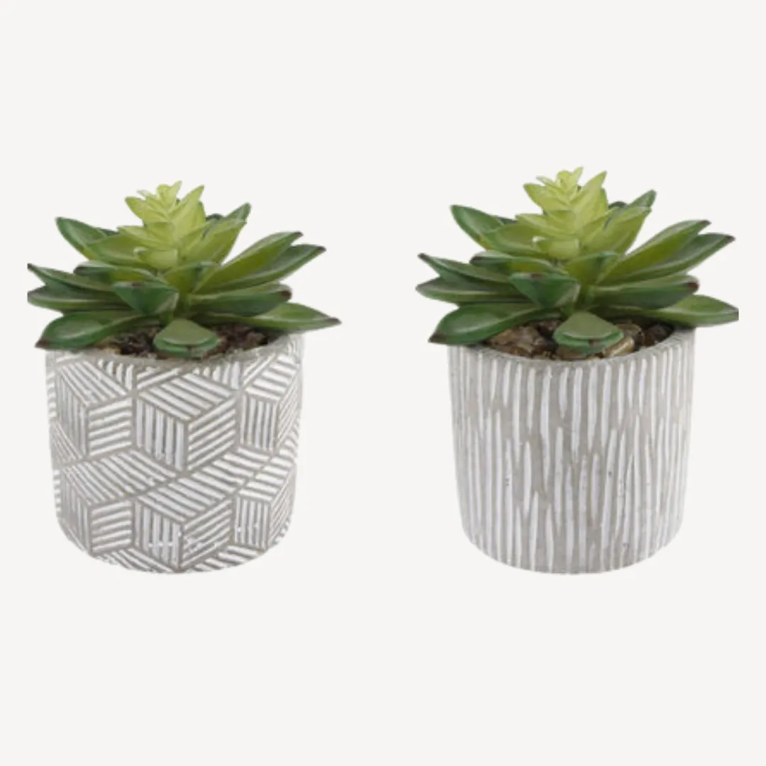 Succulent Plant Aarhus