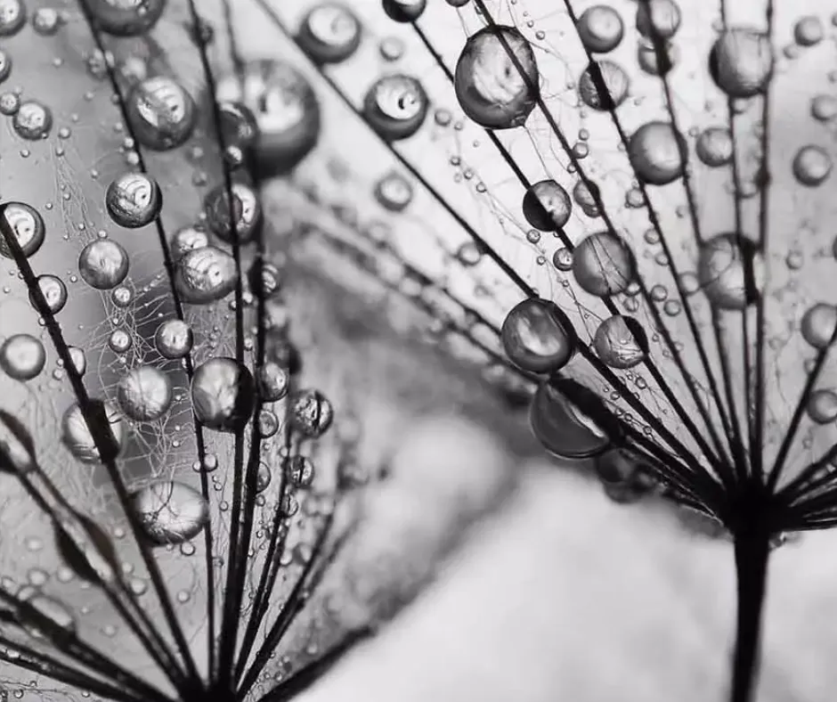 Dandelion Mist Wall Art, 21x30