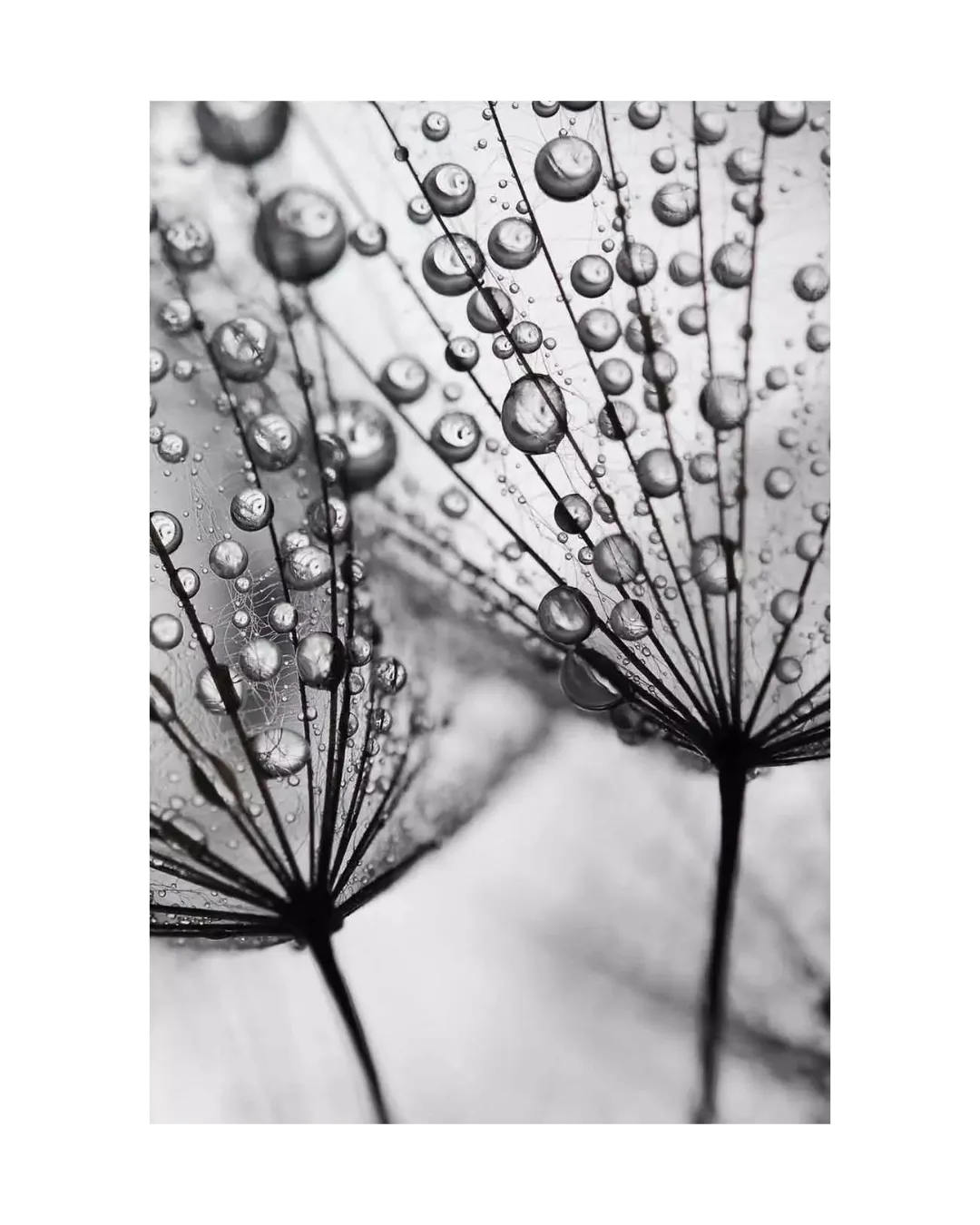 Wall Art Dandelion Mist, 21x30