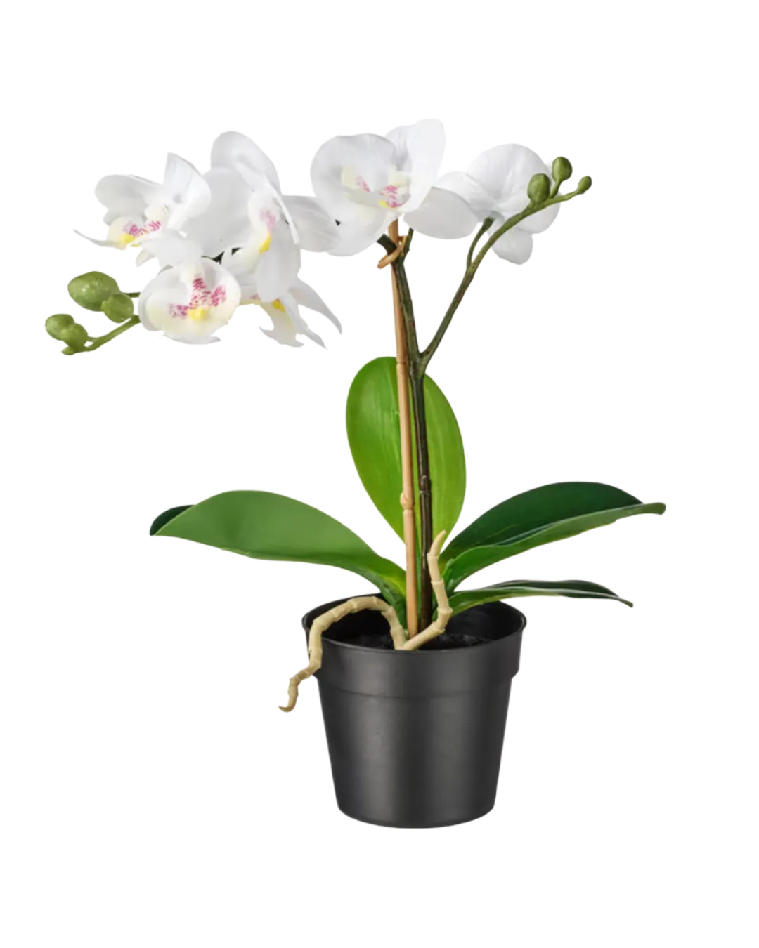 Potted Plant Ireland