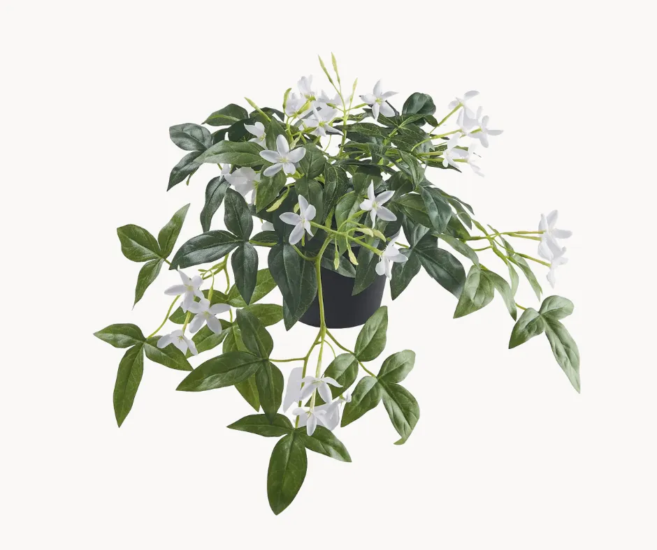 Plant Balestrand, H12cm