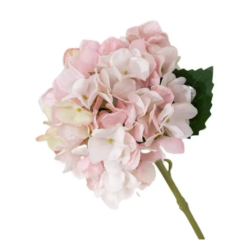 Hydrangea Stem Bruges