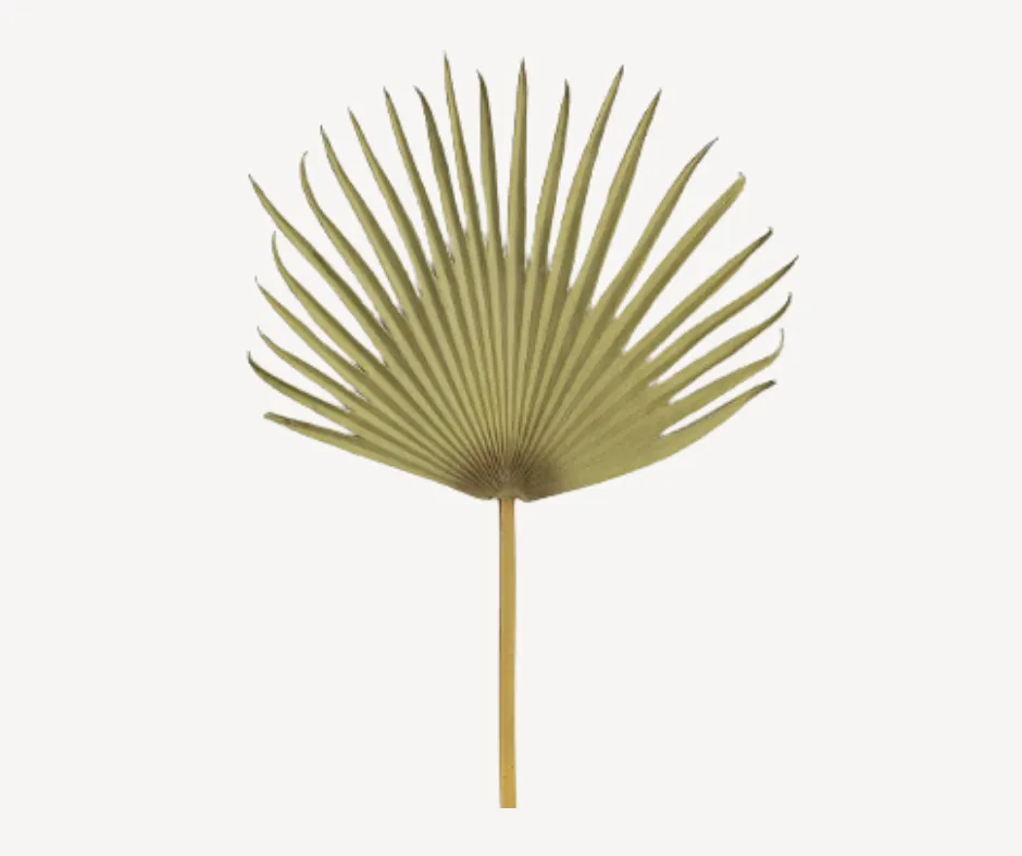 Palm Heart Leaf