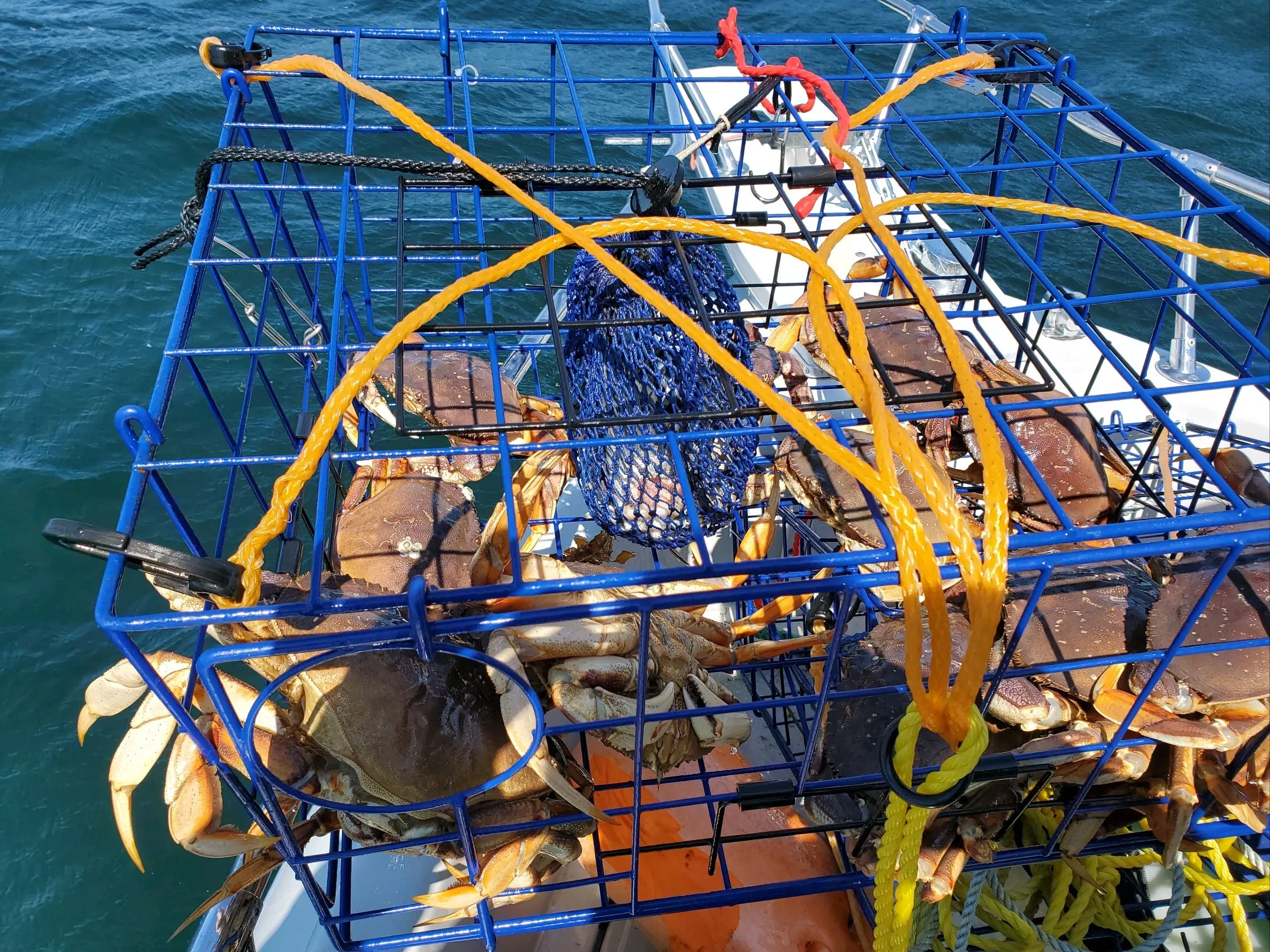 Shellfish Gear