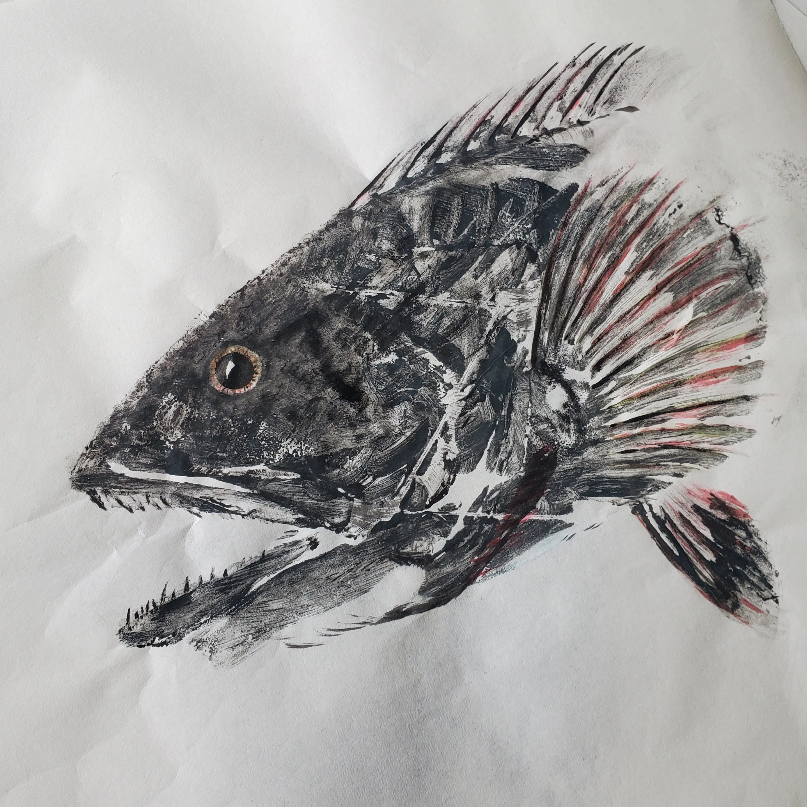 Lingcod Print