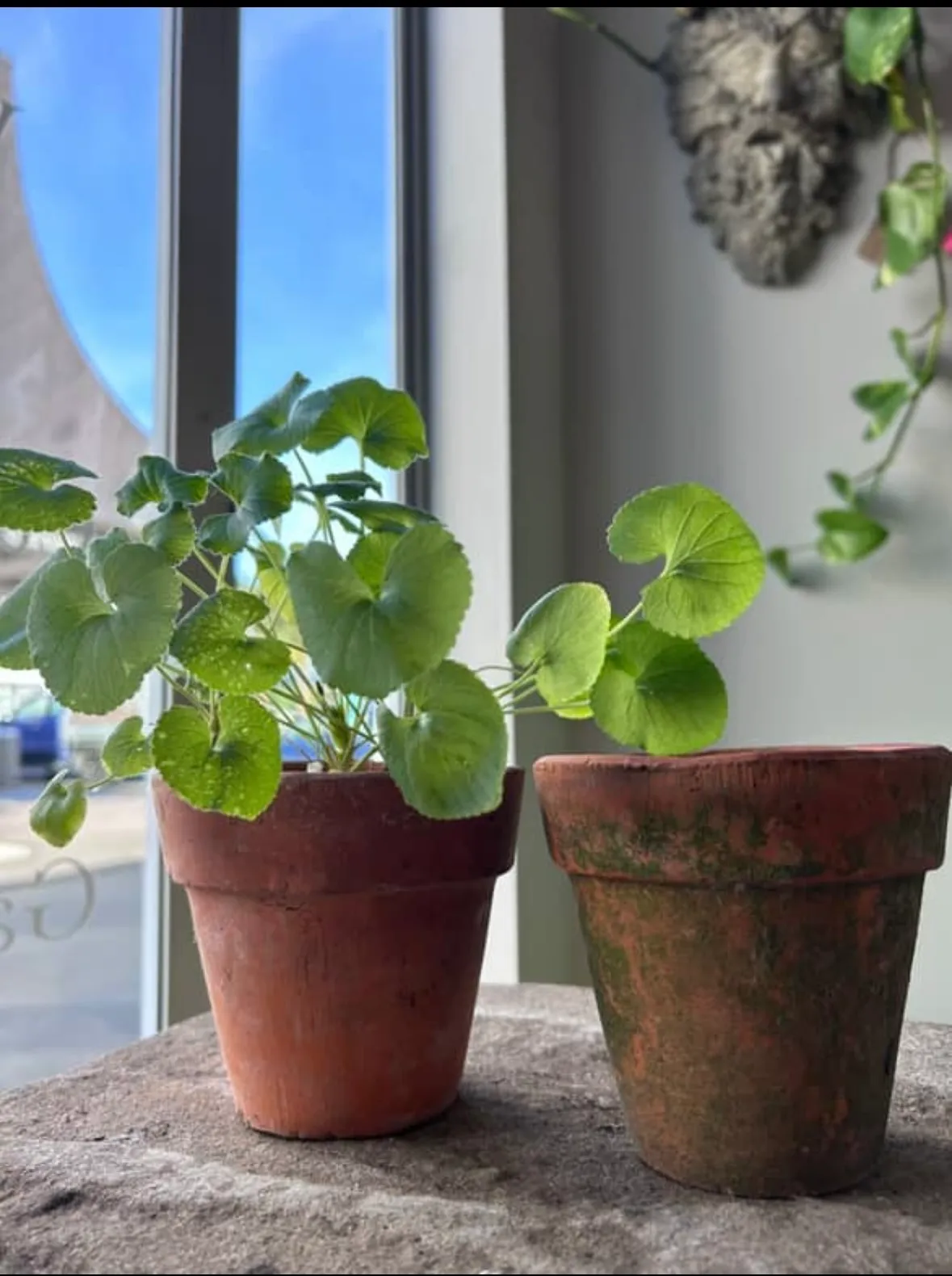 Terracotta Pots 