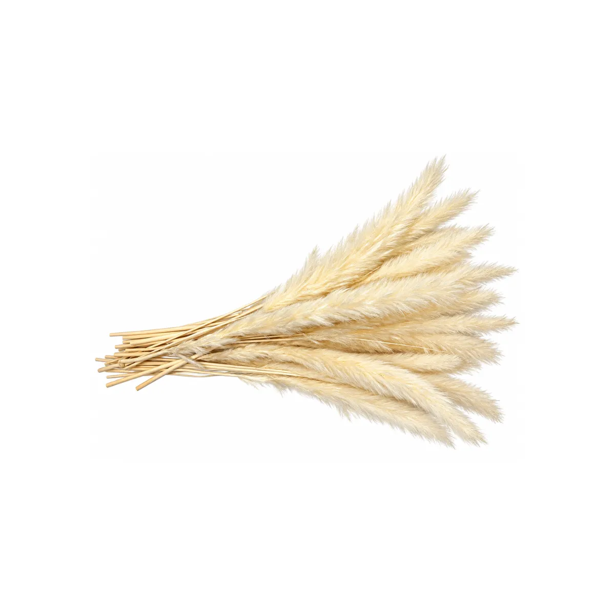 17"H DRIED PAMPAS BUNDLE - NATURAL