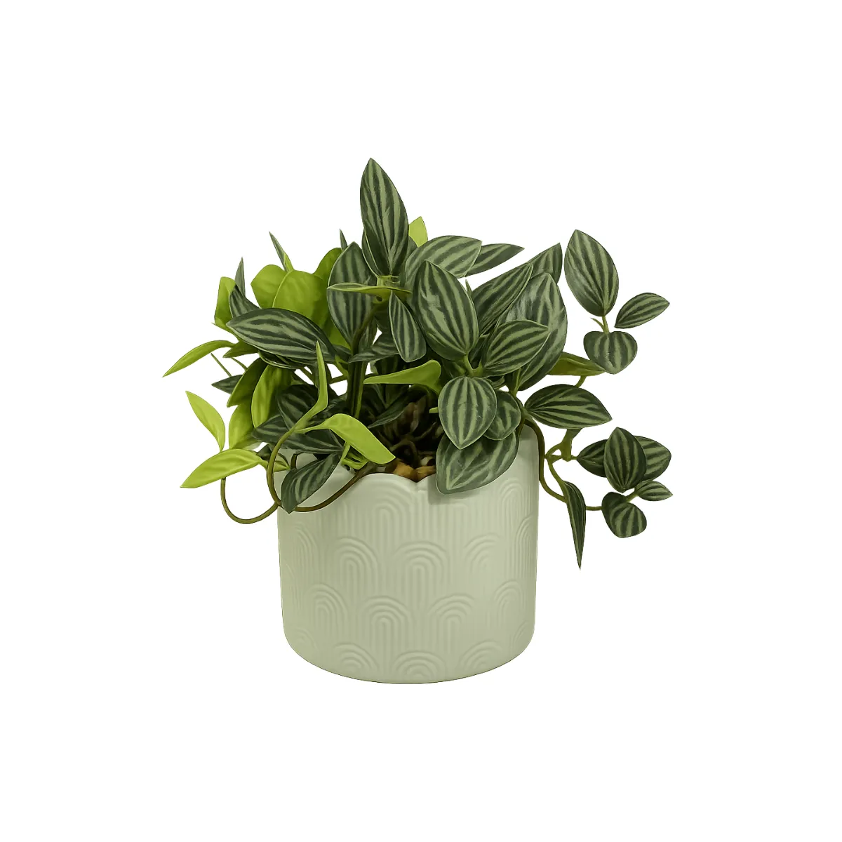 PEPEROMIA OBTUSIFOLIA IN GREEN POT