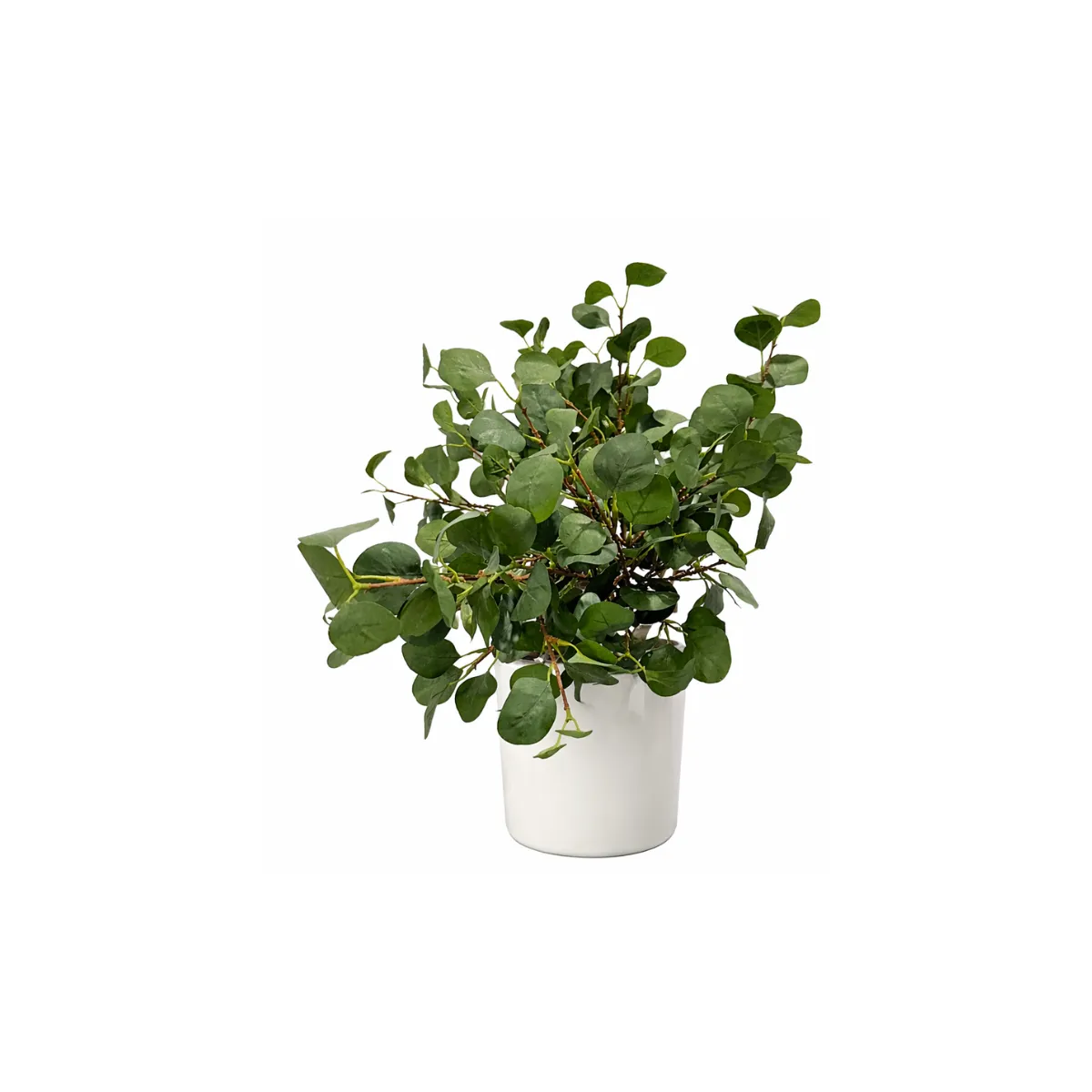 LUSH EUCALYPTUS BRANCH