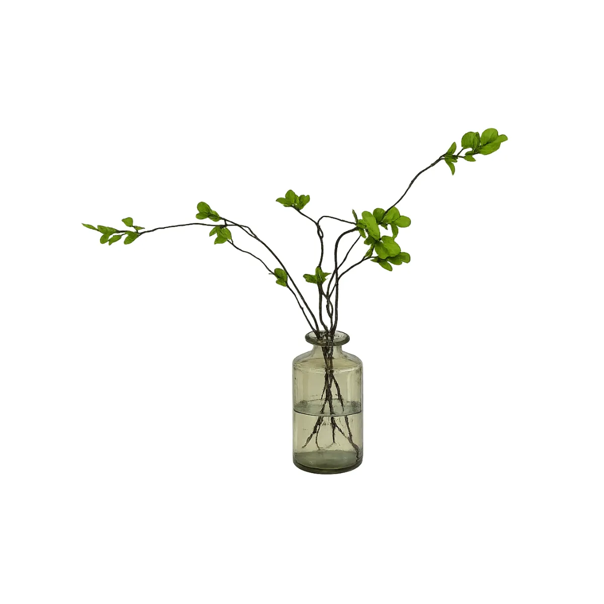 FICUS STEMS