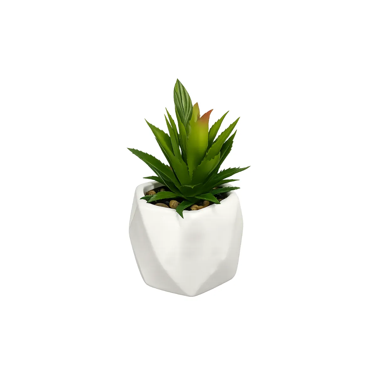 HAWORTHIA SUCCULENT IN GEOMETRIC PLANTER