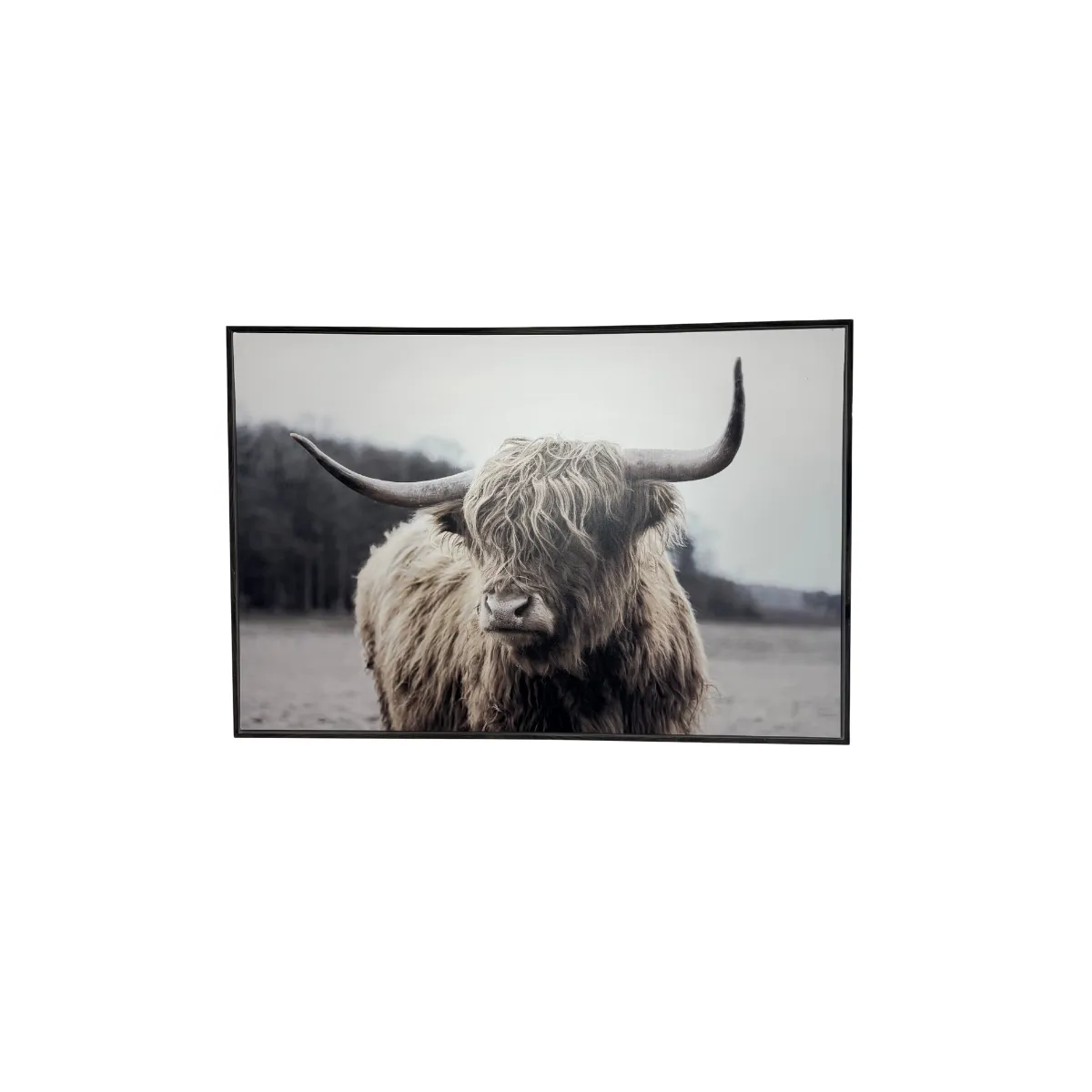 Highland cow portrait