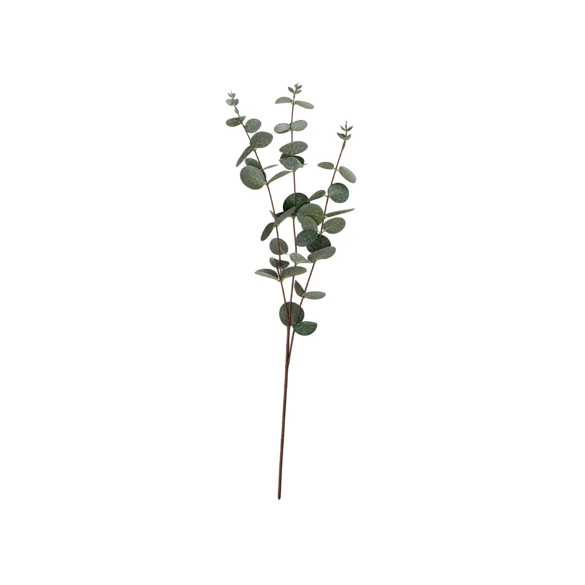 SILVER DOLLAR EUCALYPTUS STEM