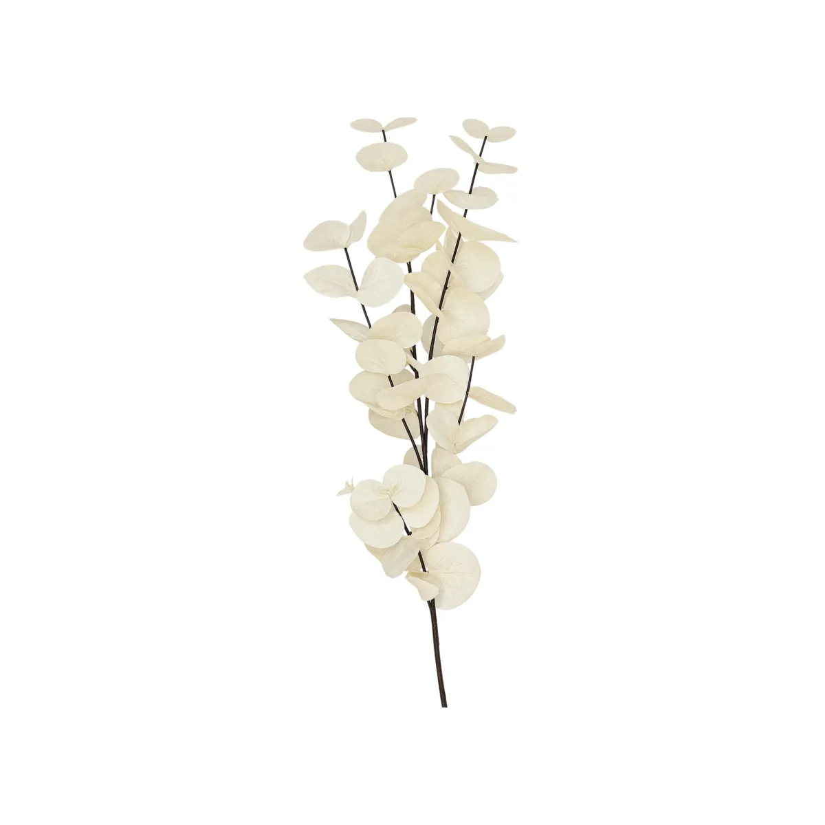 IVORY EUCALYPTUS STEM 