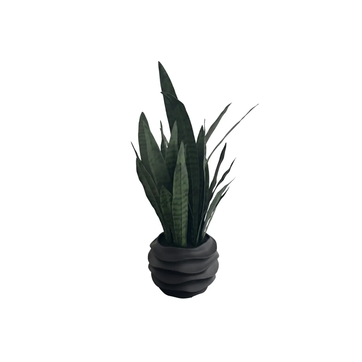 SNAKE PLANT IN BLACK WAVE POT