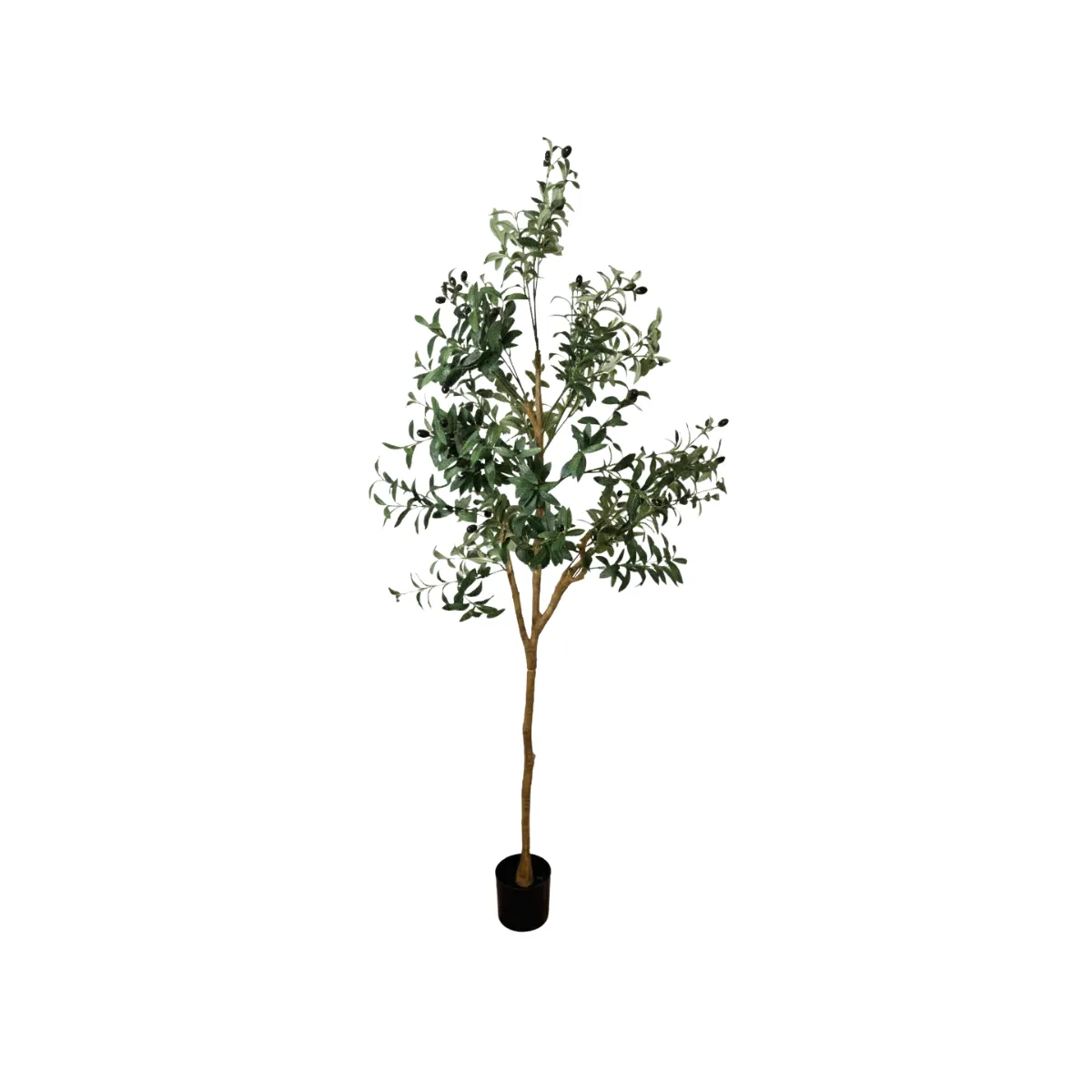 OLIVE TREE (6FT)